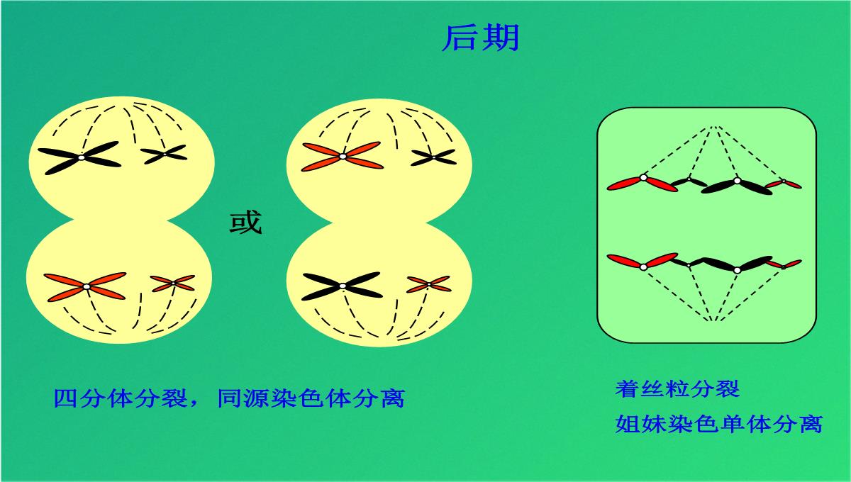 高减数分裂和受精作用(共69张PPT)PPT模板_30