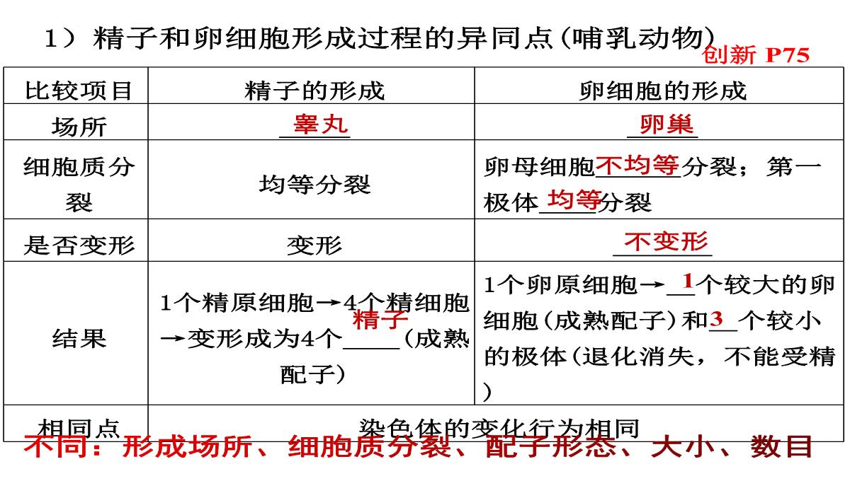 高三一轮复习生物课件：第11讲减数分裂和受精作用PPT模板_15