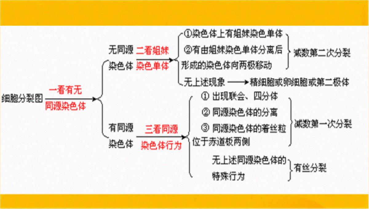 减数分裂和受精作用优质课件(共56张PPT)PPT模板_52