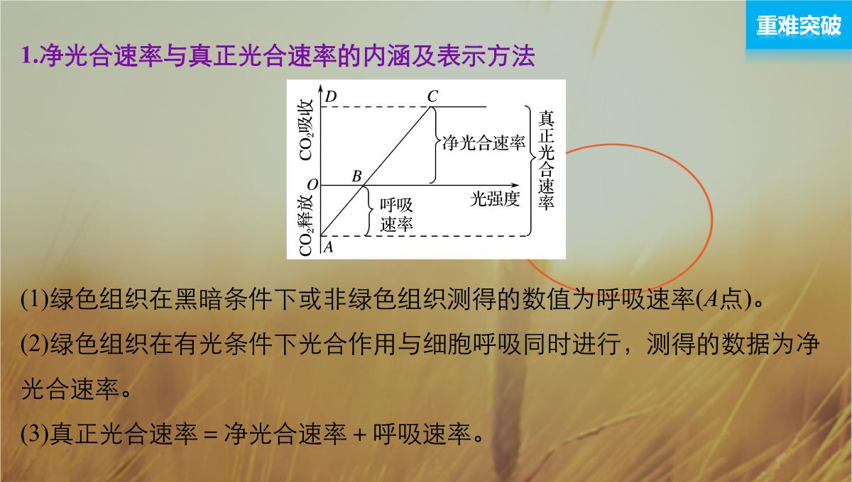 最新-2021版浙江省高考生物课件：第2单元-第10讲-光合作用的影响因素及应用-精品PPT模板_11