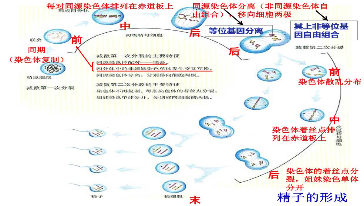 高三一轮复习生物课件：第11讲减数分裂和受精作用PPT模板_07