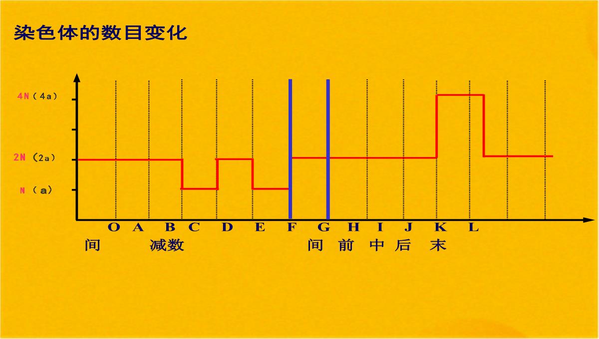 减数分裂和受精作用优质课件(共56张PPT)PPT模板_48