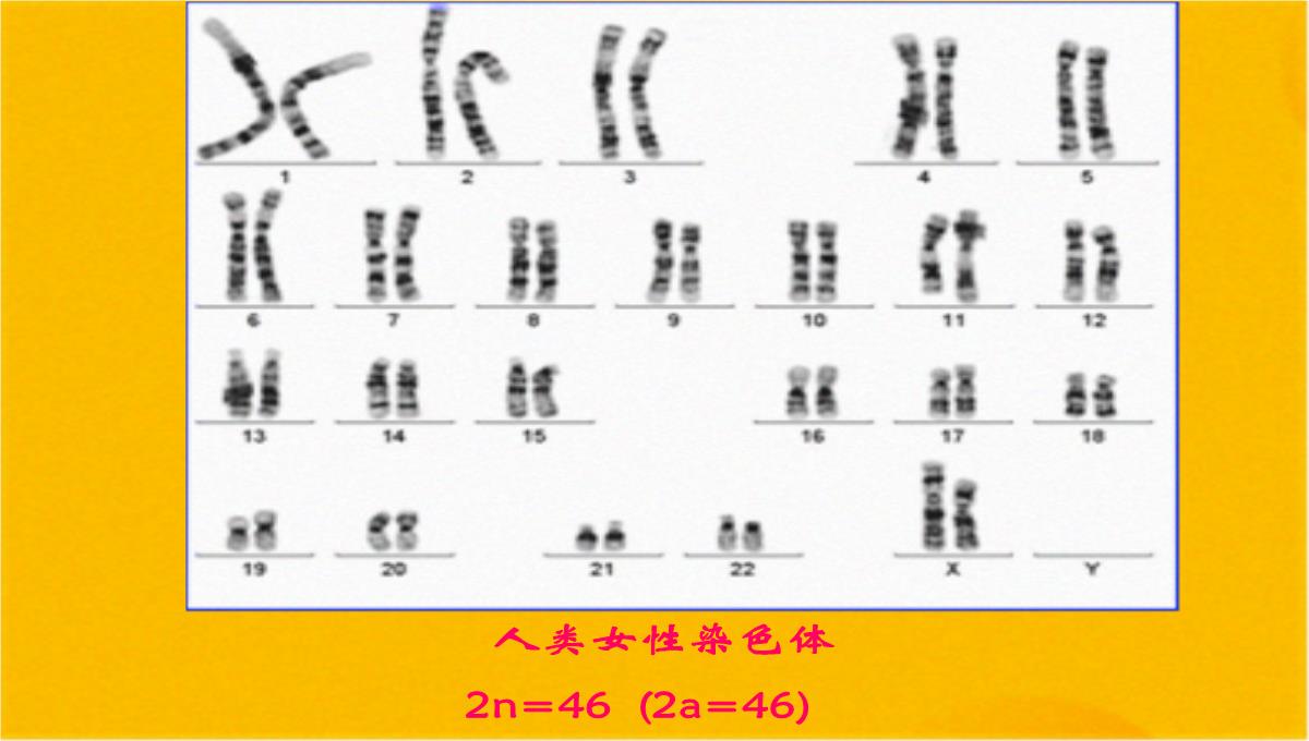 减数分裂和受精作用优质课件(共56张PPT)PPT模板_04