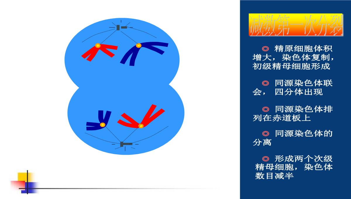 减数分裂和受精作用PPT模板_107