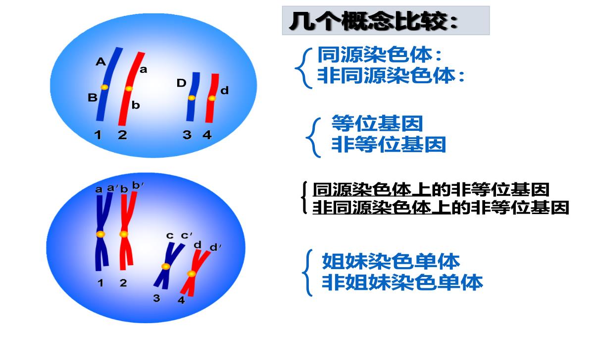 高三一轮复习生物课件：第11讲减数分裂和受精作用PPT模板_12