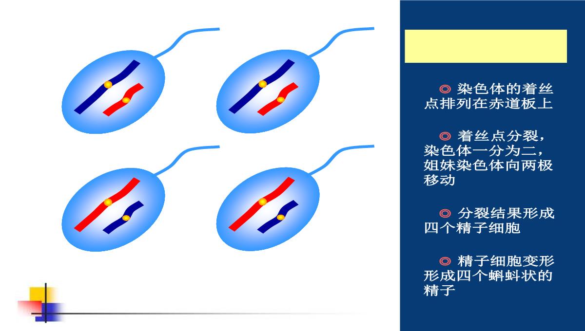 减数分裂和受精作用PPT模板_142