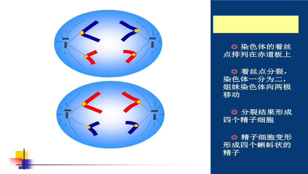 减数分裂和受精作用PPT模板_124