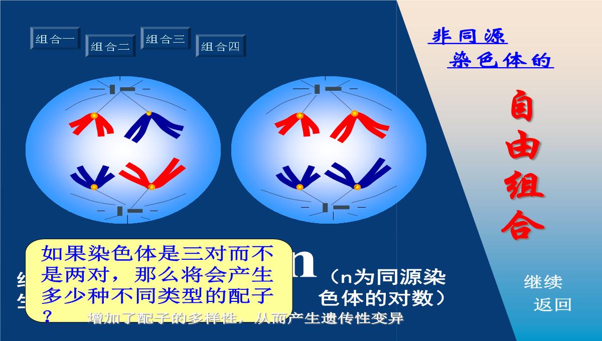 减数分裂和受精作用PPT模板_164