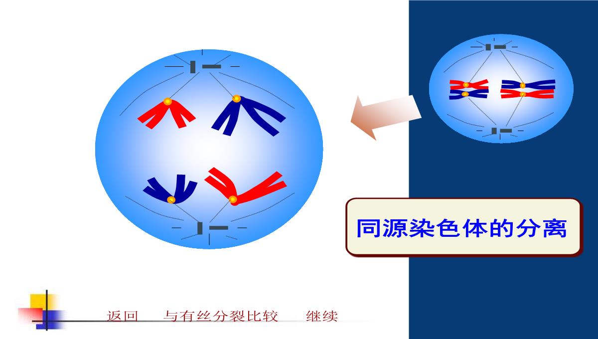 减数分裂和受精作用PPT模板_102