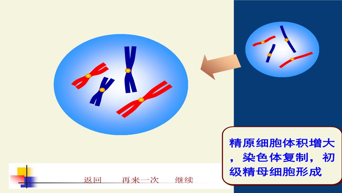 减数分裂和受精作用PPT模板_80