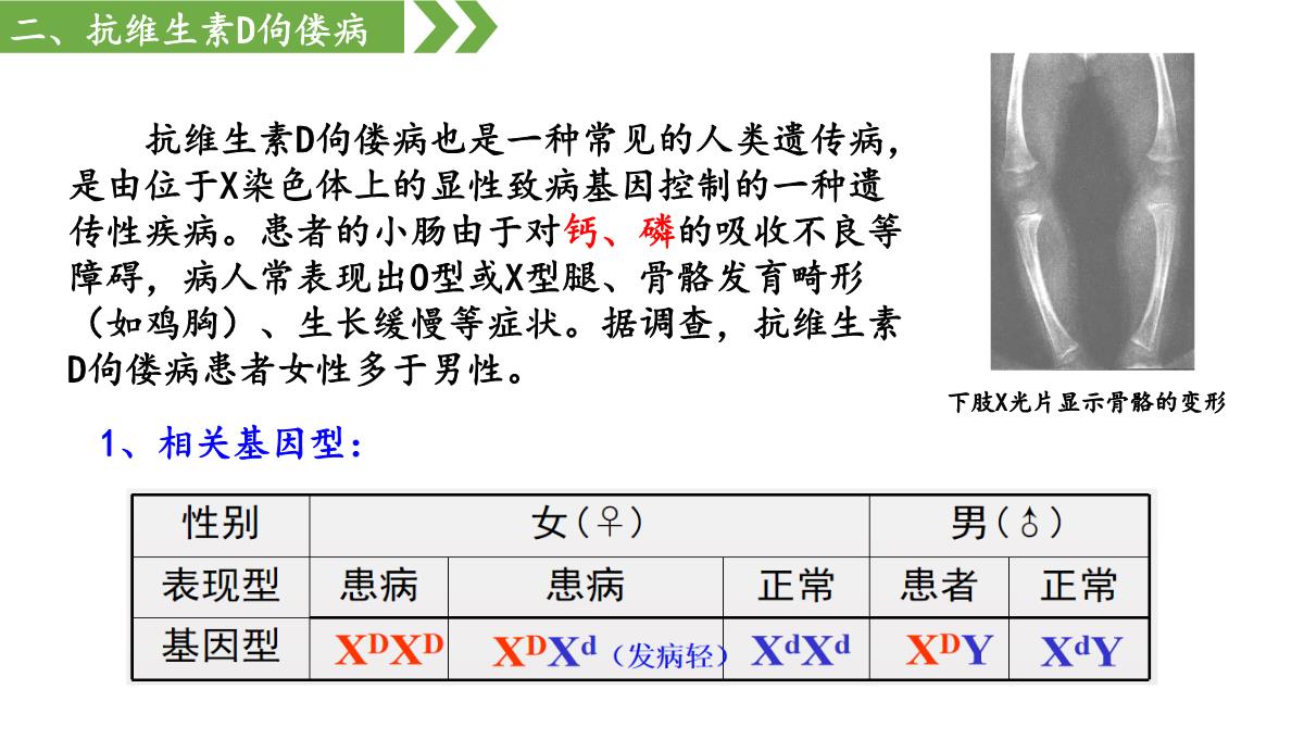 伴性遗传课件高一下学期生物人教版必修2PPT模板_29