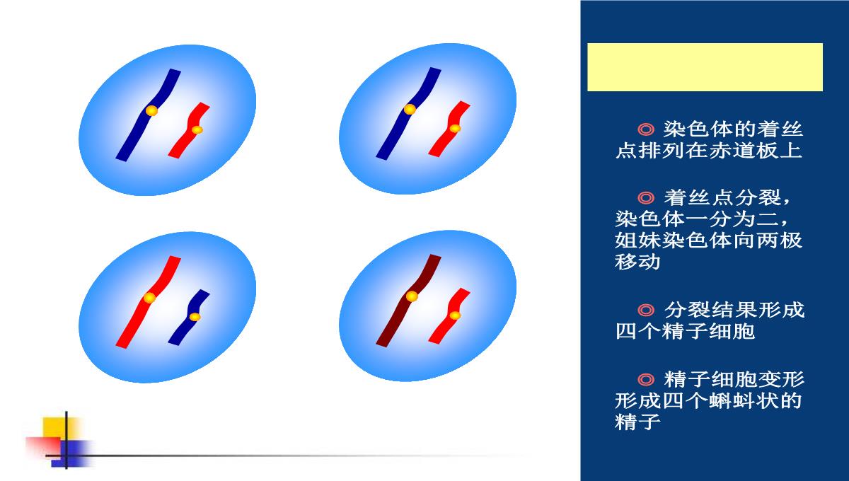 减数分裂和受精作用PPT模板_139