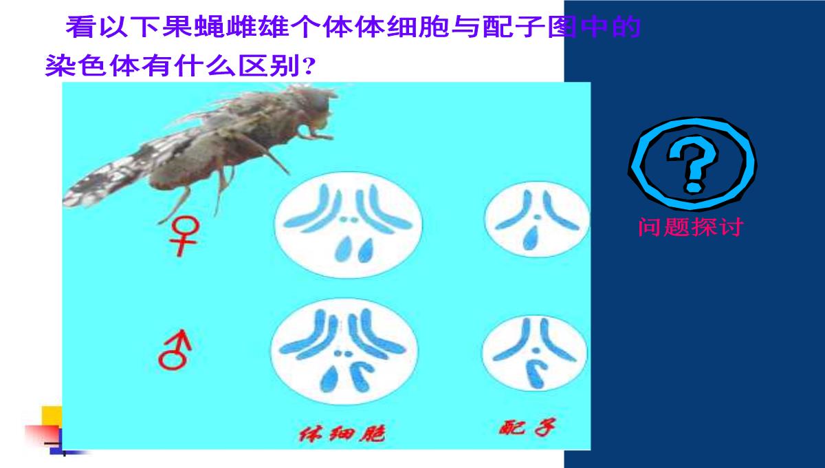 减数分裂和受精作用PPT模板_04