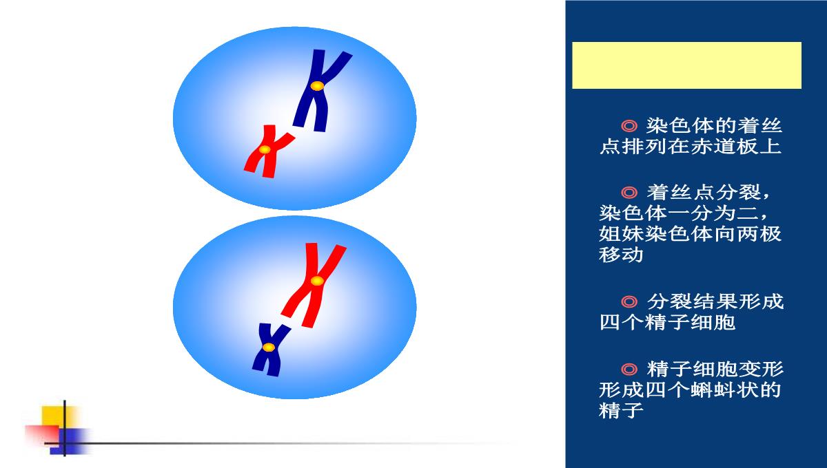 减数分裂和受精作用PPT模板_115