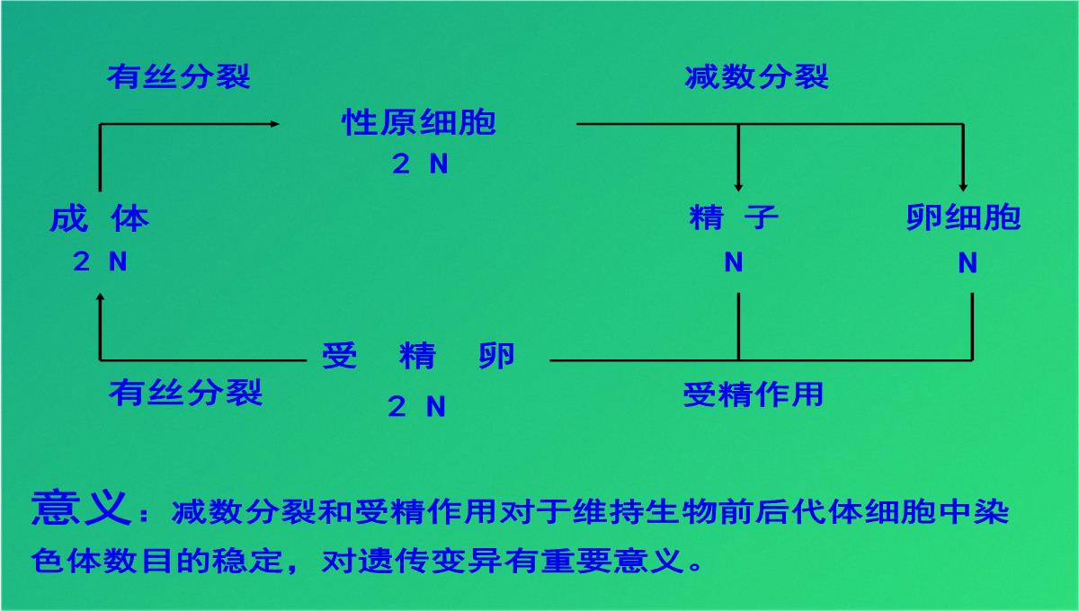 高减数分裂和受精作用(共69张PPT)PPT模板_65