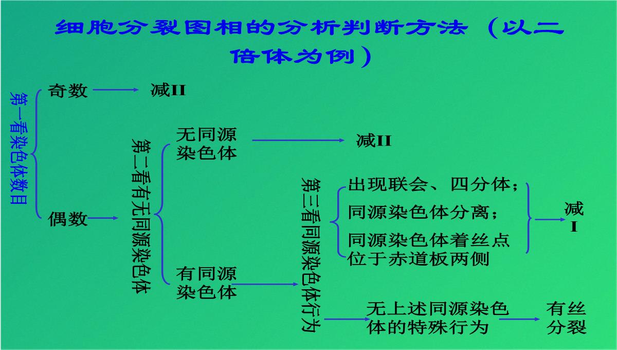 高减数分裂和受精作用(共69张PPT)PPT模板_53