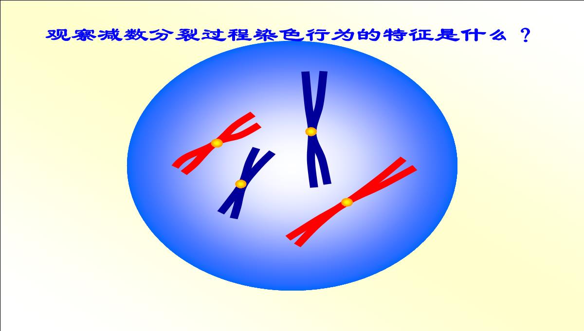 减数分裂和受精作用PPT模板_17