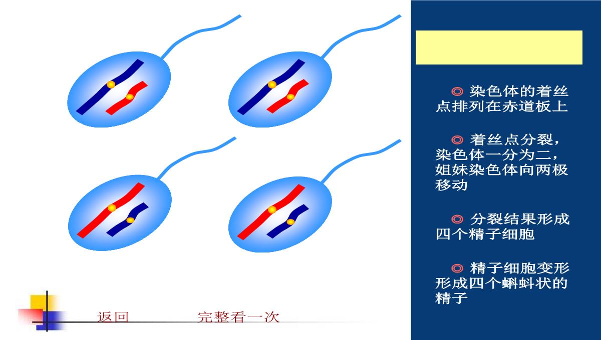 减数分裂和受精作用PPT模板_144