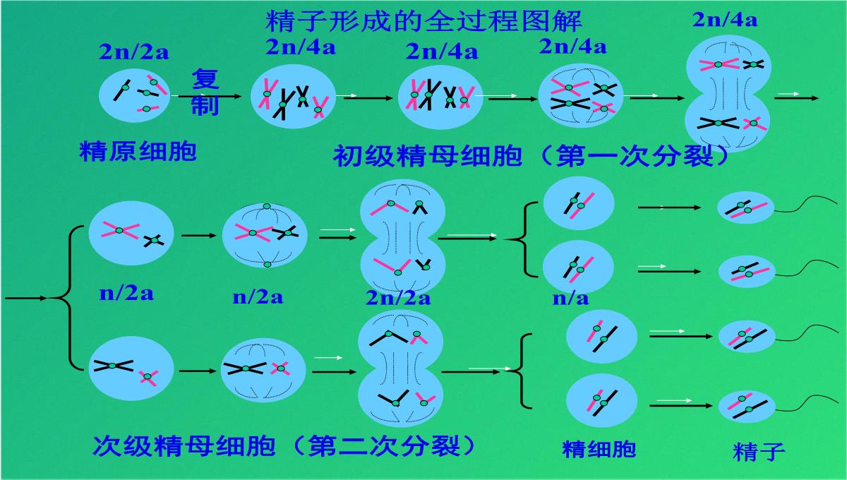 高减数分裂和受精作用(共69张PPT)PPT模板_38