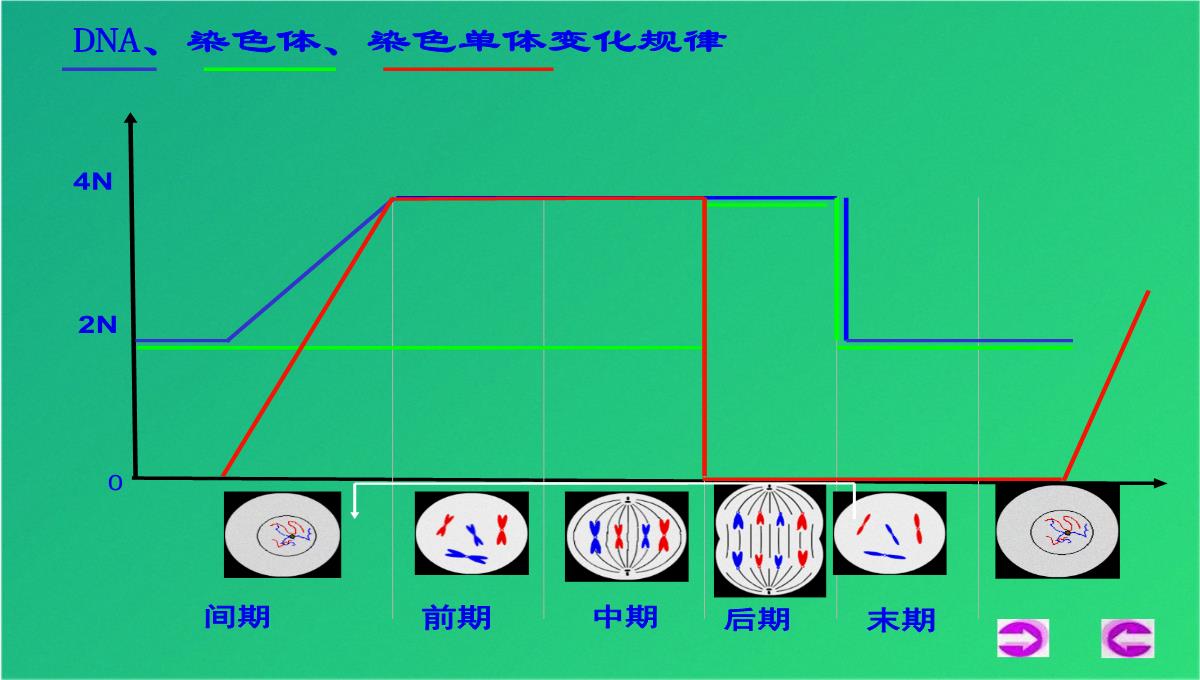 高减数分裂和受精作用(共69张PPT)PPT模板_11