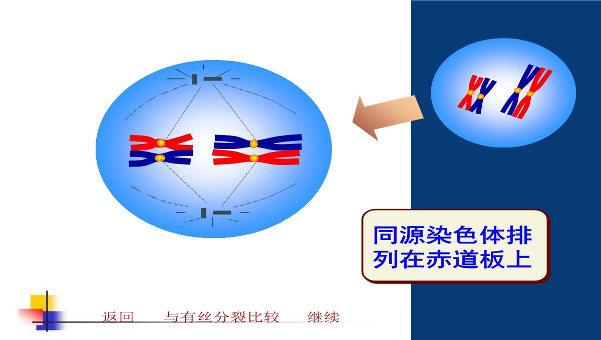 减数分裂和受精作用PPT模板_96