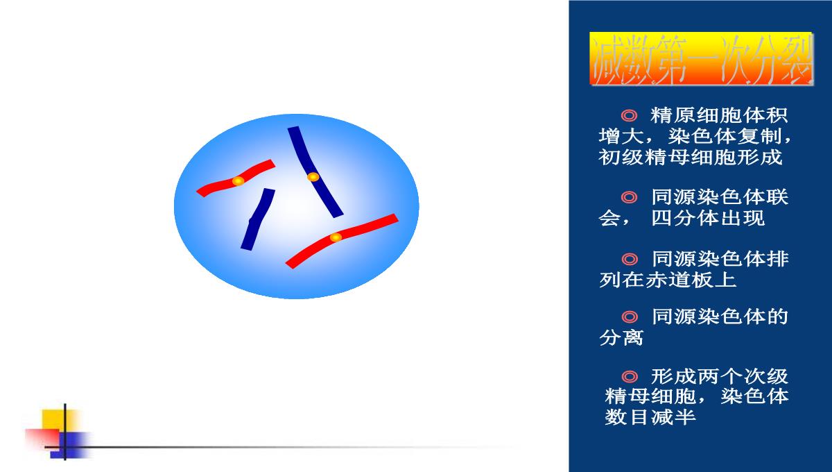 减数分裂和受精作用PPT模板_75