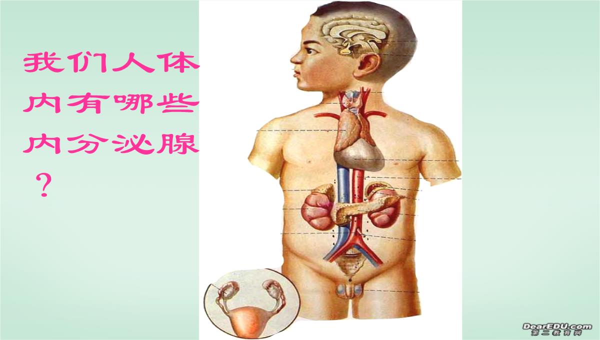 浙江省富阳市教研活动课高二生物动物激素的调节课件-新课标-人教版PPT模板_04