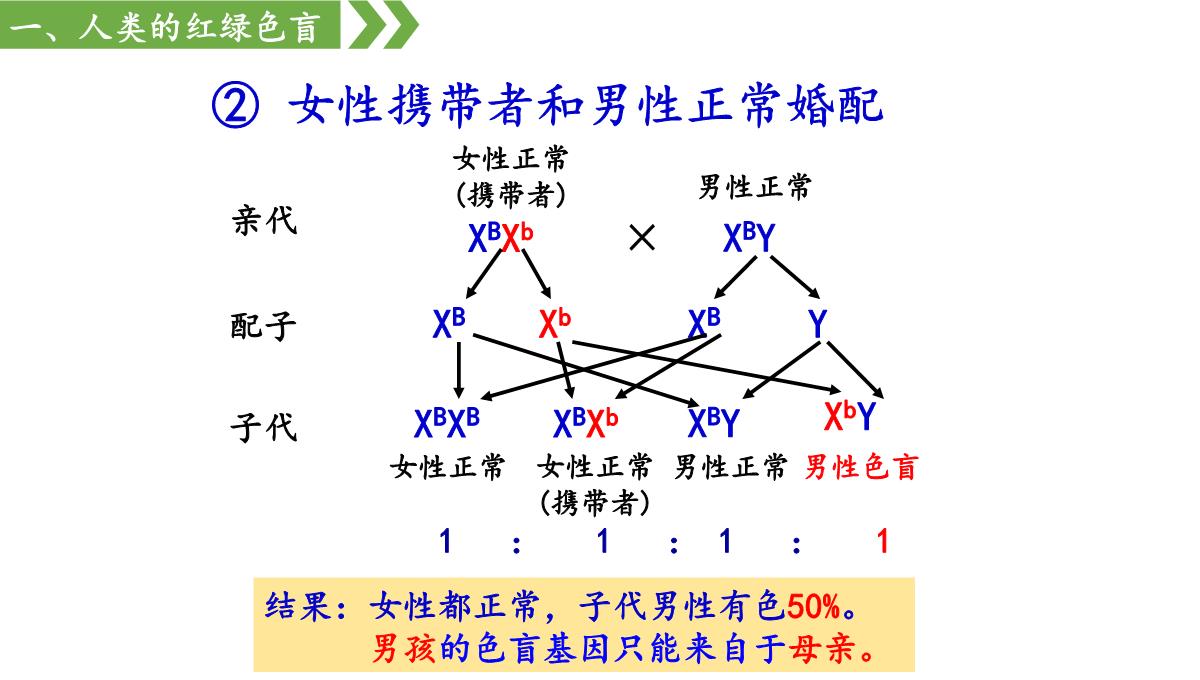 伴性遗传课件高一下学期生物人教版必修2PPT模板_19