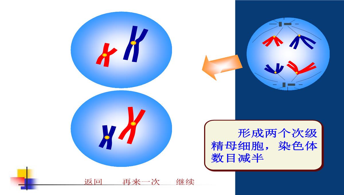 减数分裂和受精作用PPT模板_112