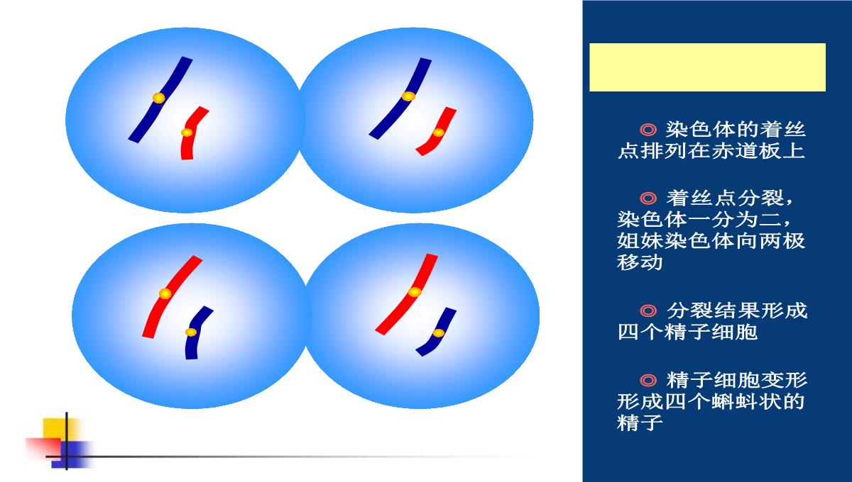 减数分裂和受精作用PPT模板_133