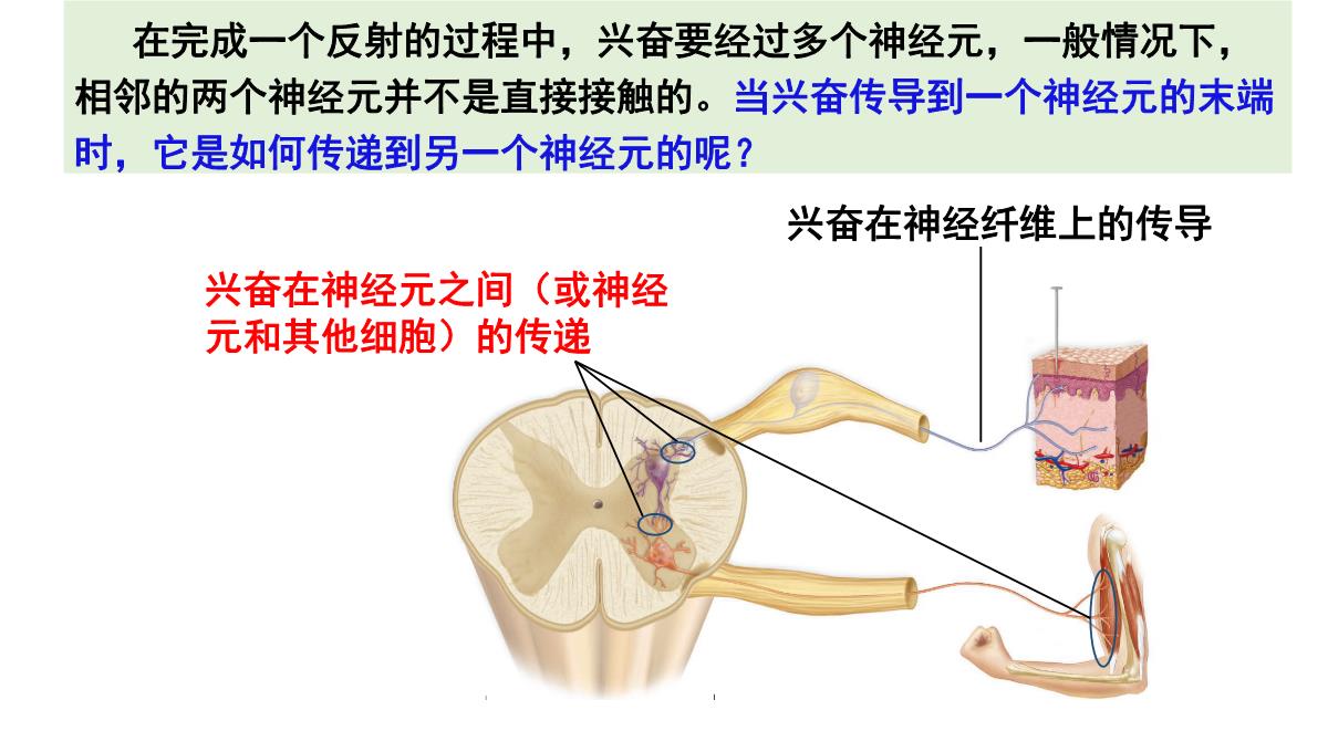 神经冲动的产生和传导课件2021-2022学年高二上学期生物人教版选择性必修一PPT模板_21