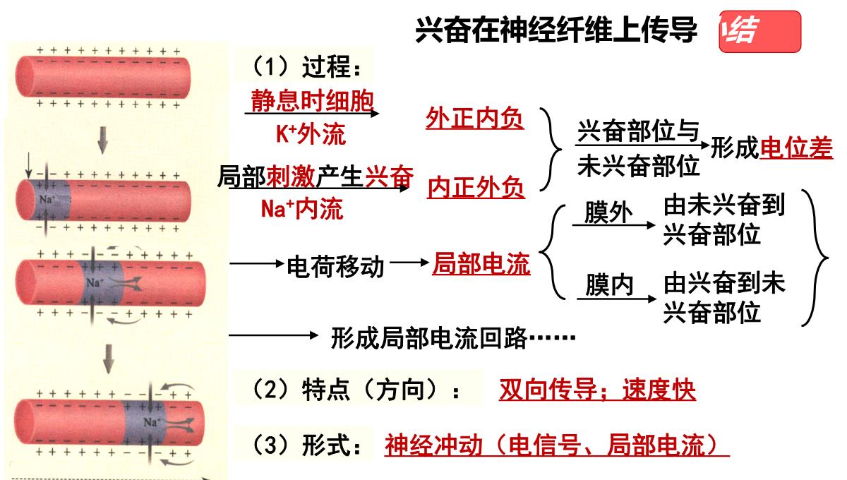 神经冲动的产生和传导课件2021-2022学年高二上学期生物人教版选择性必修一PPT模板_18