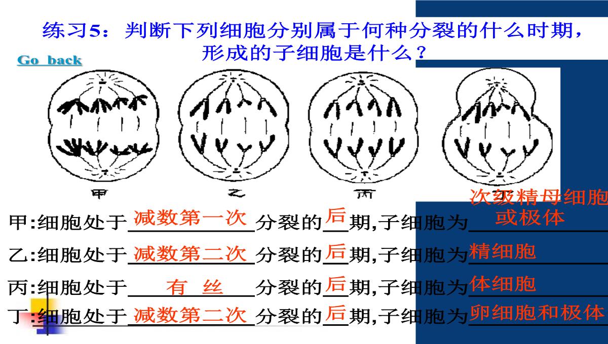 减数分裂和受精作用PPT模板_155