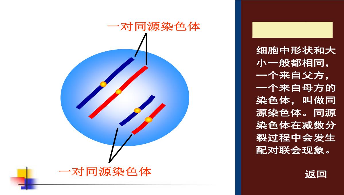 减数分裂和受精作用PPT模板_186