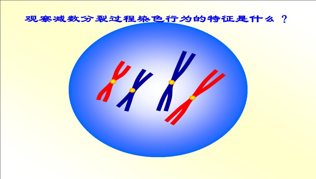 减数分裂和受精作用PPT模板_18