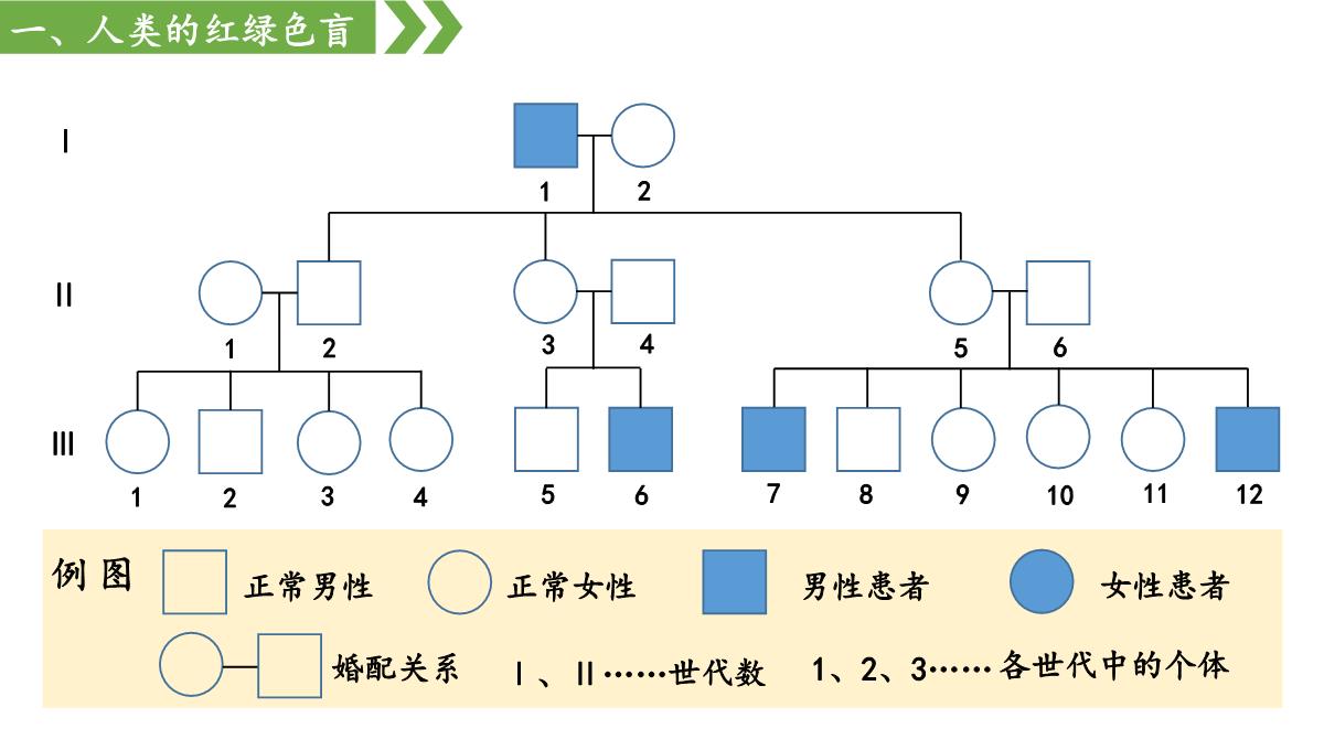 伴性遗传课件高一下学期生物人教版必修2PPT模板_12