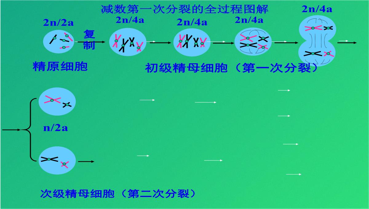 高减数分裂和受精作用(共69张PPT)PPT模板_33