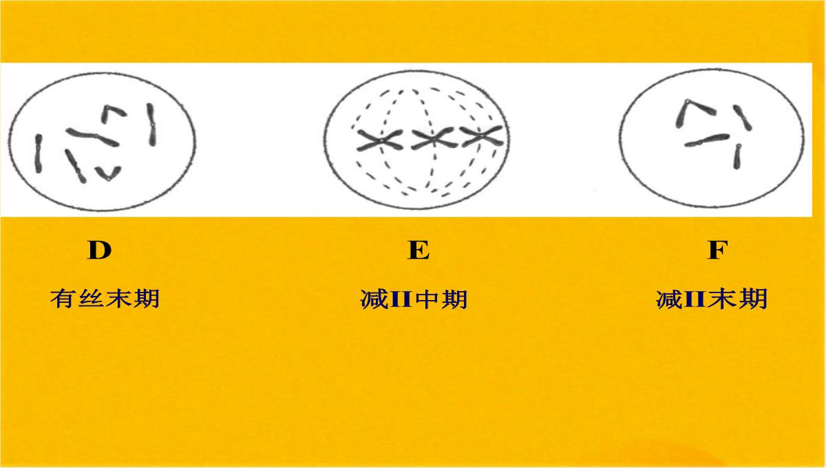 减数分裂和受精作用优质课件(共56张PPT)PPT模板_54