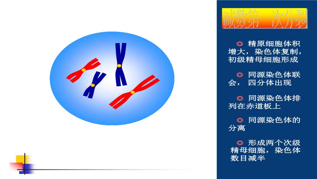 减数分裂和受精作用PPT模板_81