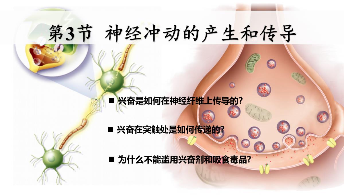 神经冲动的产生和传导课件2021-2022学年高二上学期生物人教版选择性必修一PPT模板_02