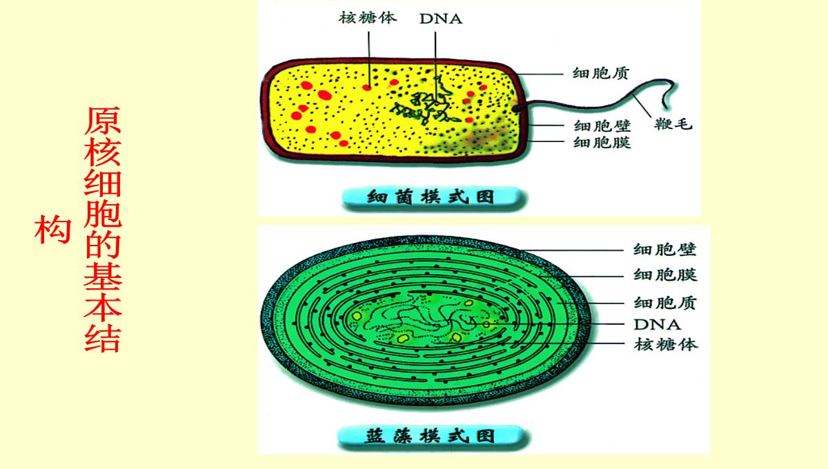 08年河南地区高二生物细胞核的结构和功能资料课件PPT模板_08