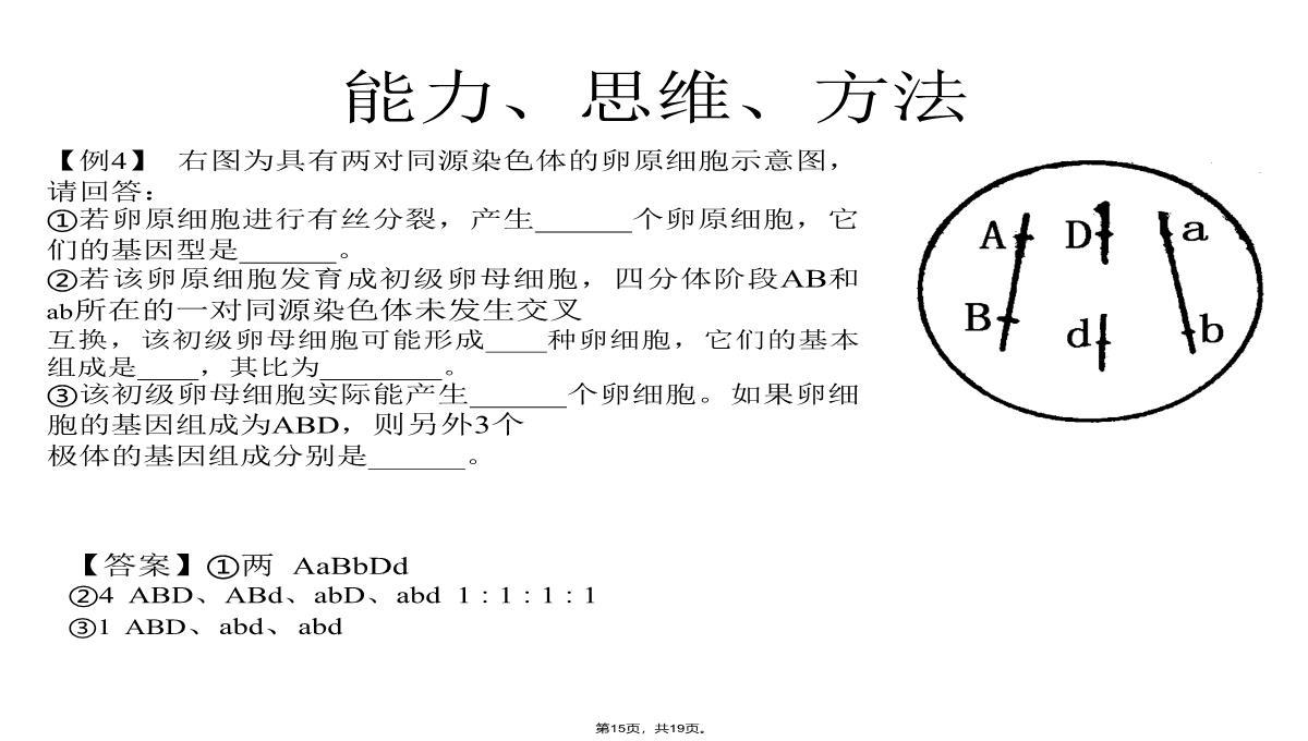 09届高三生物减数分裂和受精作用PPT模板_15