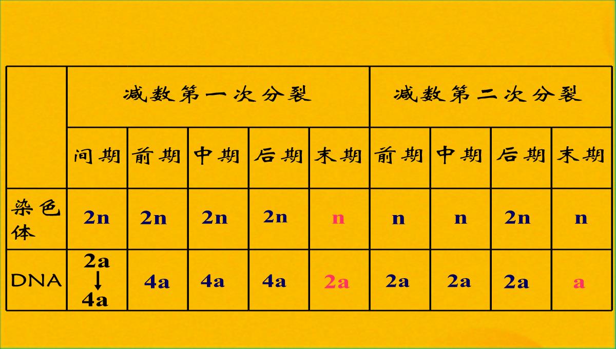 减数分裂和受精作用优质课件(共56张PPT)PPT模板_25