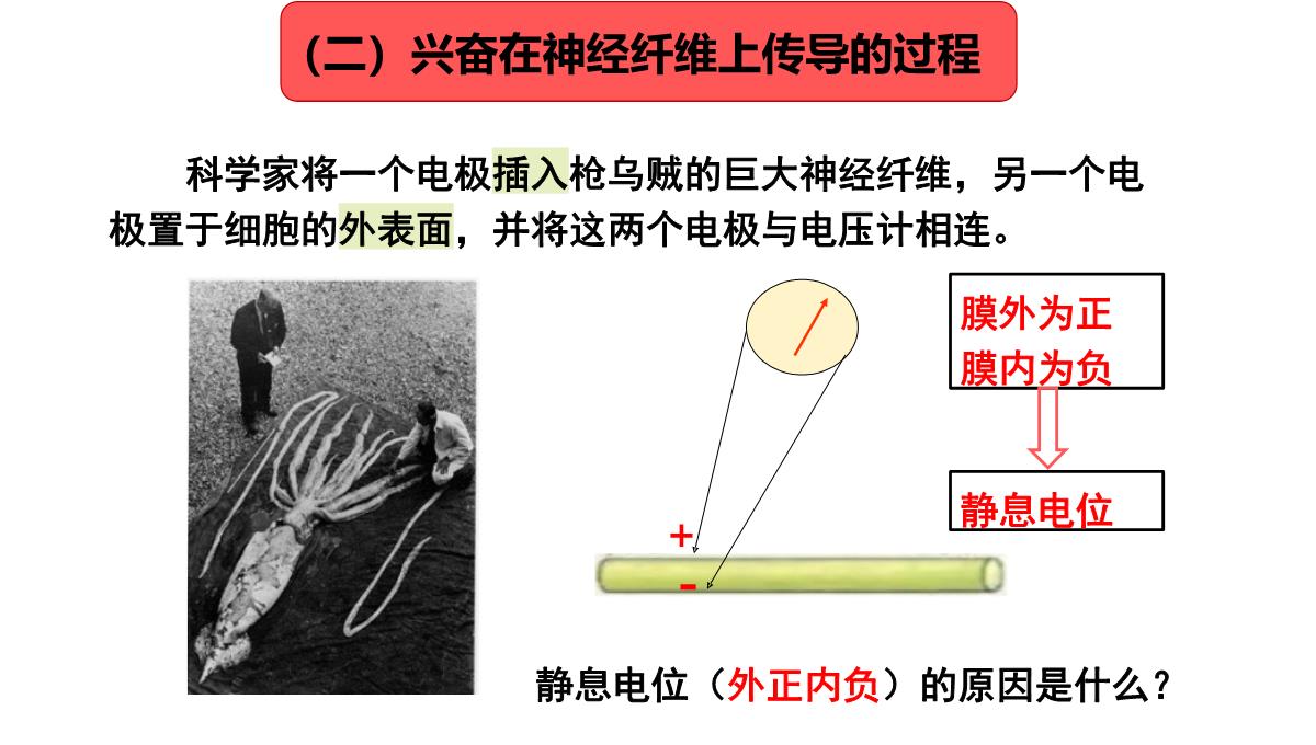 神经冲动的产生和传导课件2021-2022学年高二上学期生物人教版选择性必修一PPT模板_07