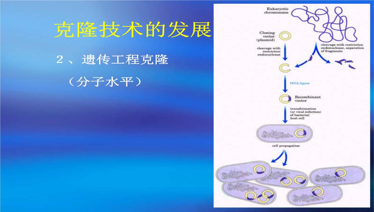 高二生物第二章克隆技术课件浙科版选修3PPT模板_20