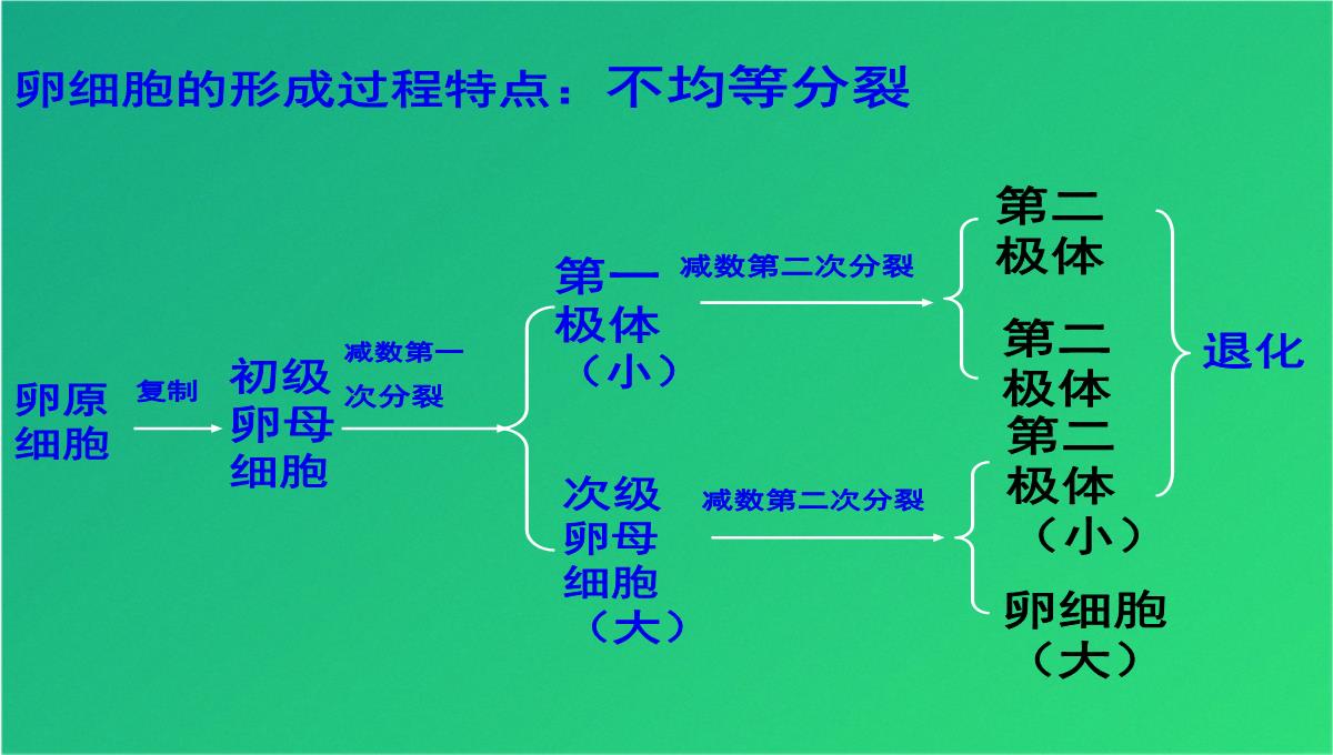 高减数分裂和受精作用(共69张PPT)PPT模板_46