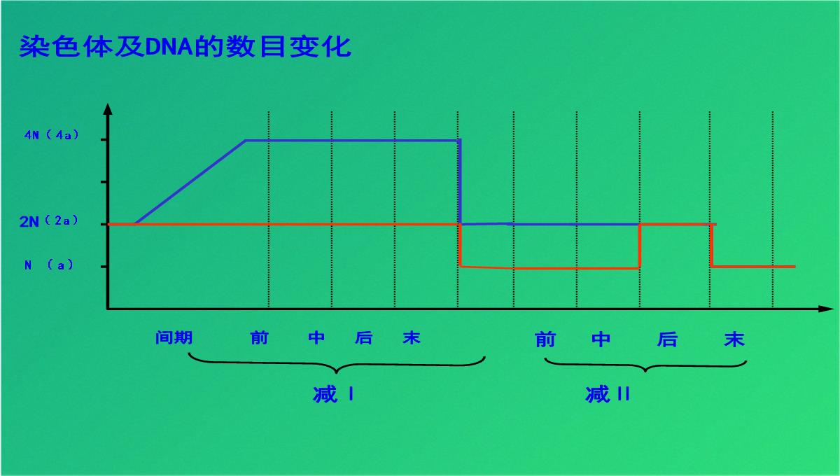 高减数分裂和受精作用(共69张PPT)PPT模板_40