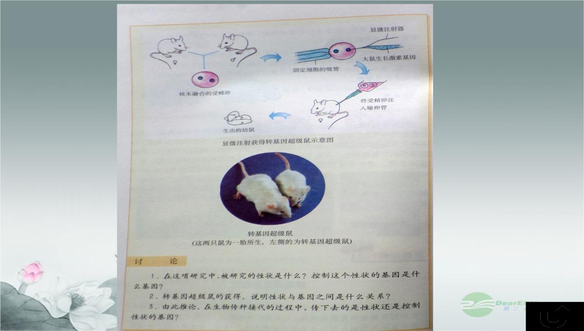 威海市第九中学中考生物-基因控制生物的性状课件PPT模板_20