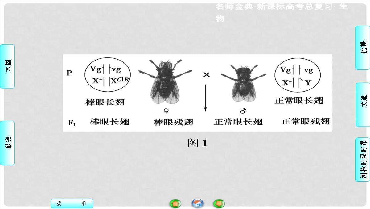 高考生物总复习-第1单元-第3讲-基因在染色体上和伴性遗传课件-新人教版必修2PPT模板_109