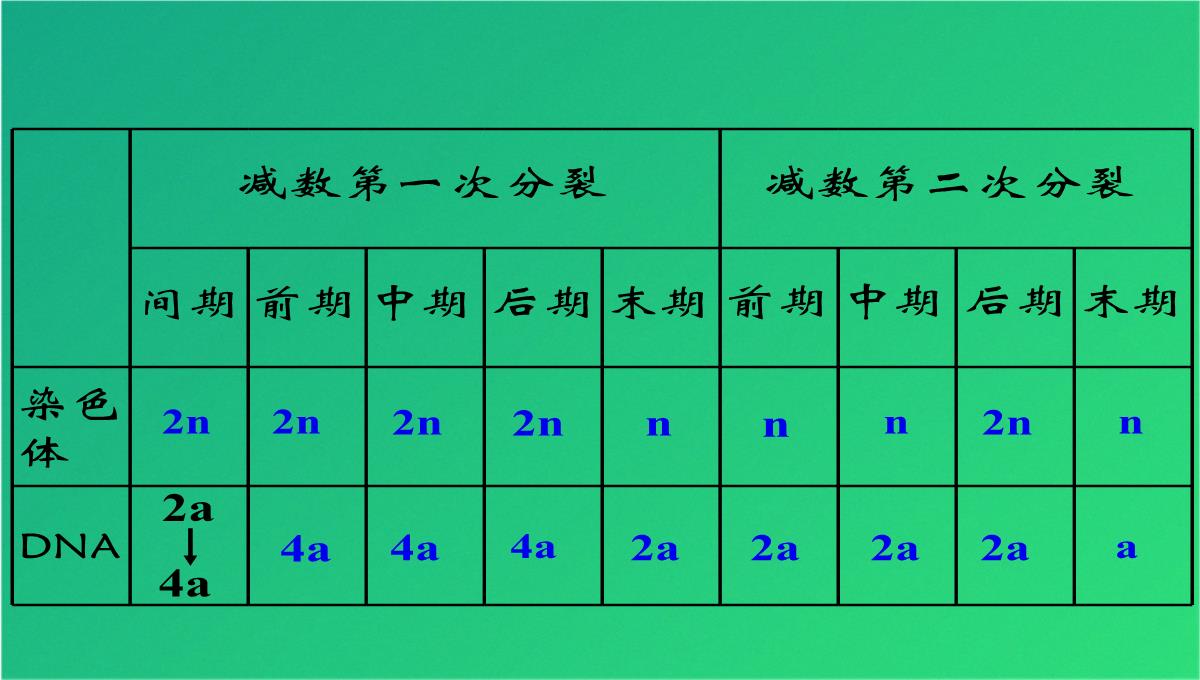 高减数分裂和受精作用(共69张PPT)PPT模板_39